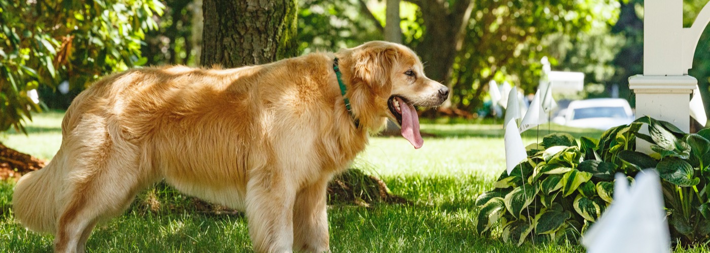 DogWatch of Central Maryland, Sykesville, Maryland | Outdoor Hidden Dog Fences Slider Image