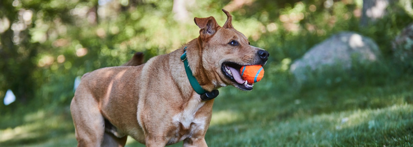 DogWatch of Central Maryland, Sykesville, Maryland | ProFenceX Slider Image